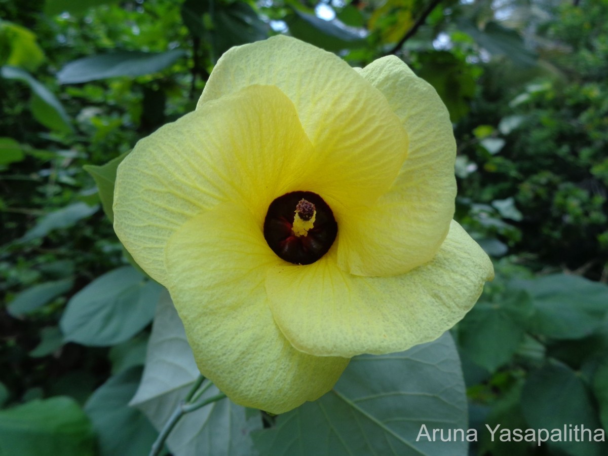 Hibiscus tiliaceus L.